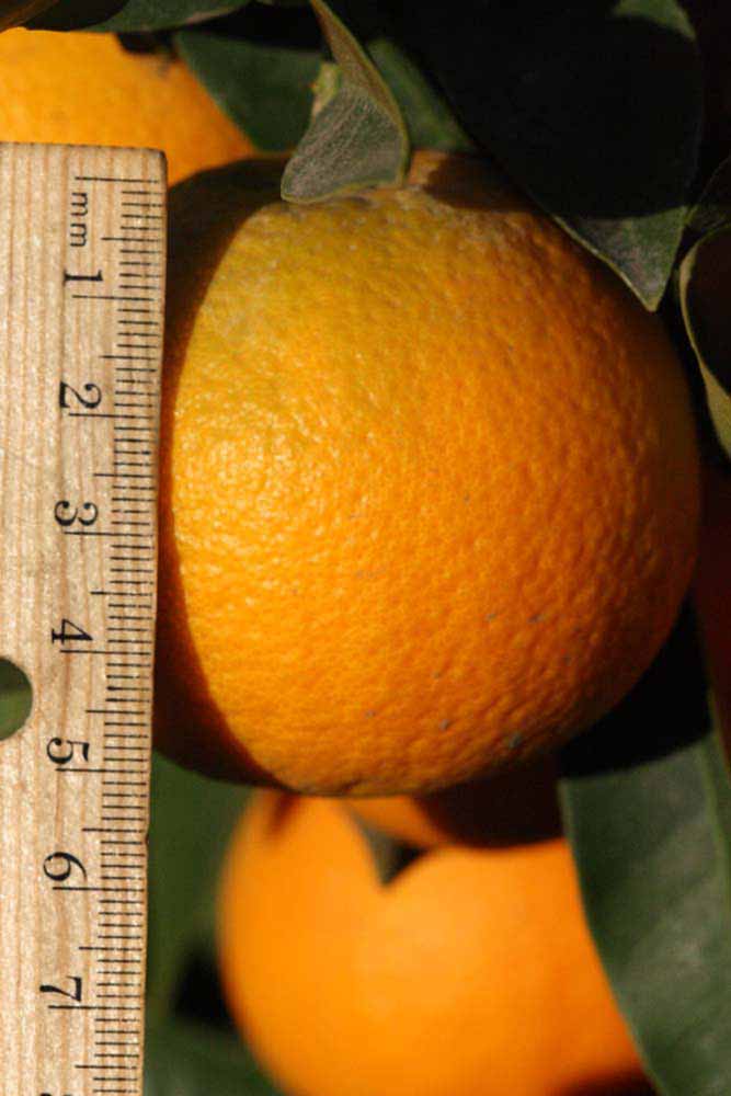              Fruit (Riverside, CA)       